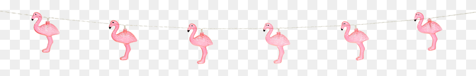 Greater Flamingo, Animal, Bird Png