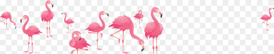 Greater Flamingo, Animal, Bird Png Image