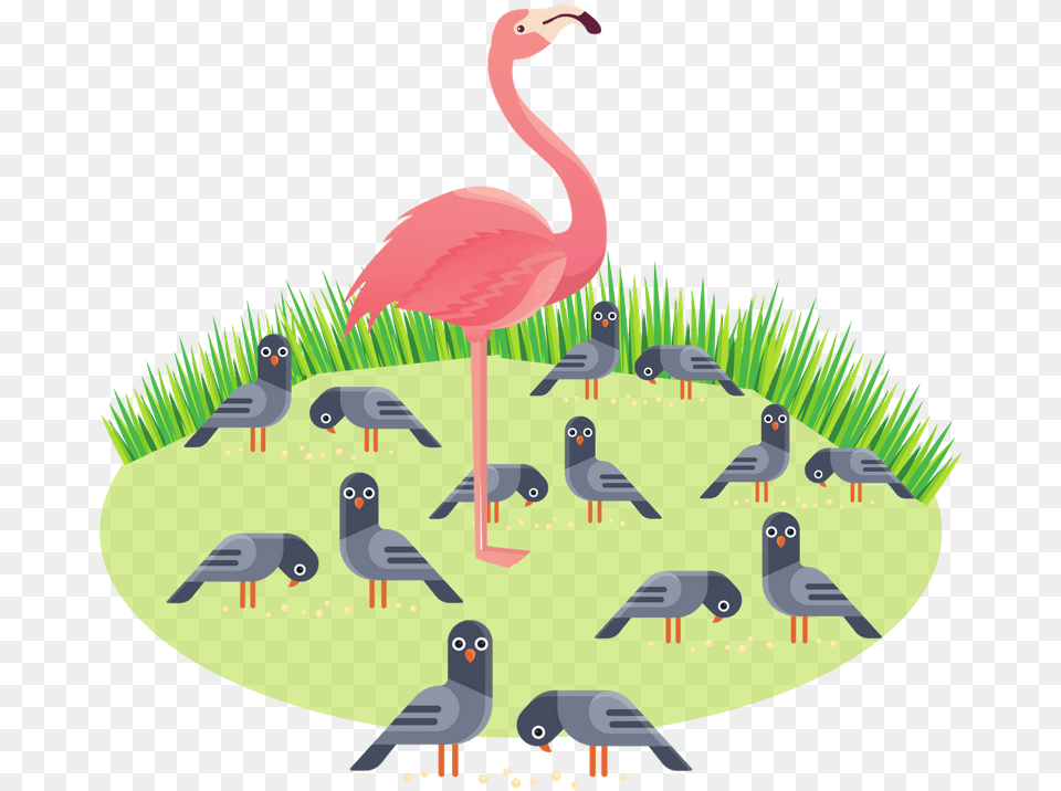 Greater Flamingo, Animal, Zoo, Bird, Penguin Png Image