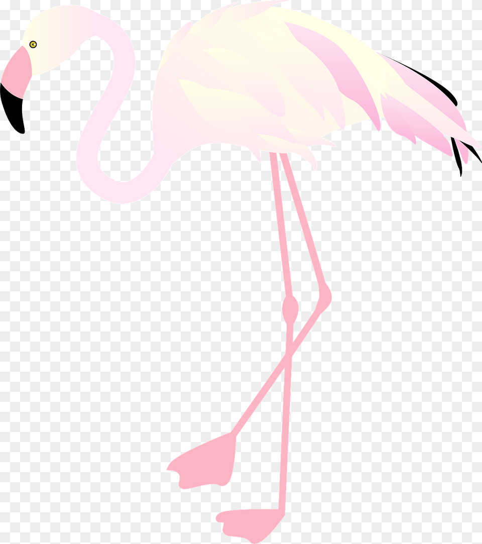 Greater Flamingo, Animal, Bird Free Png