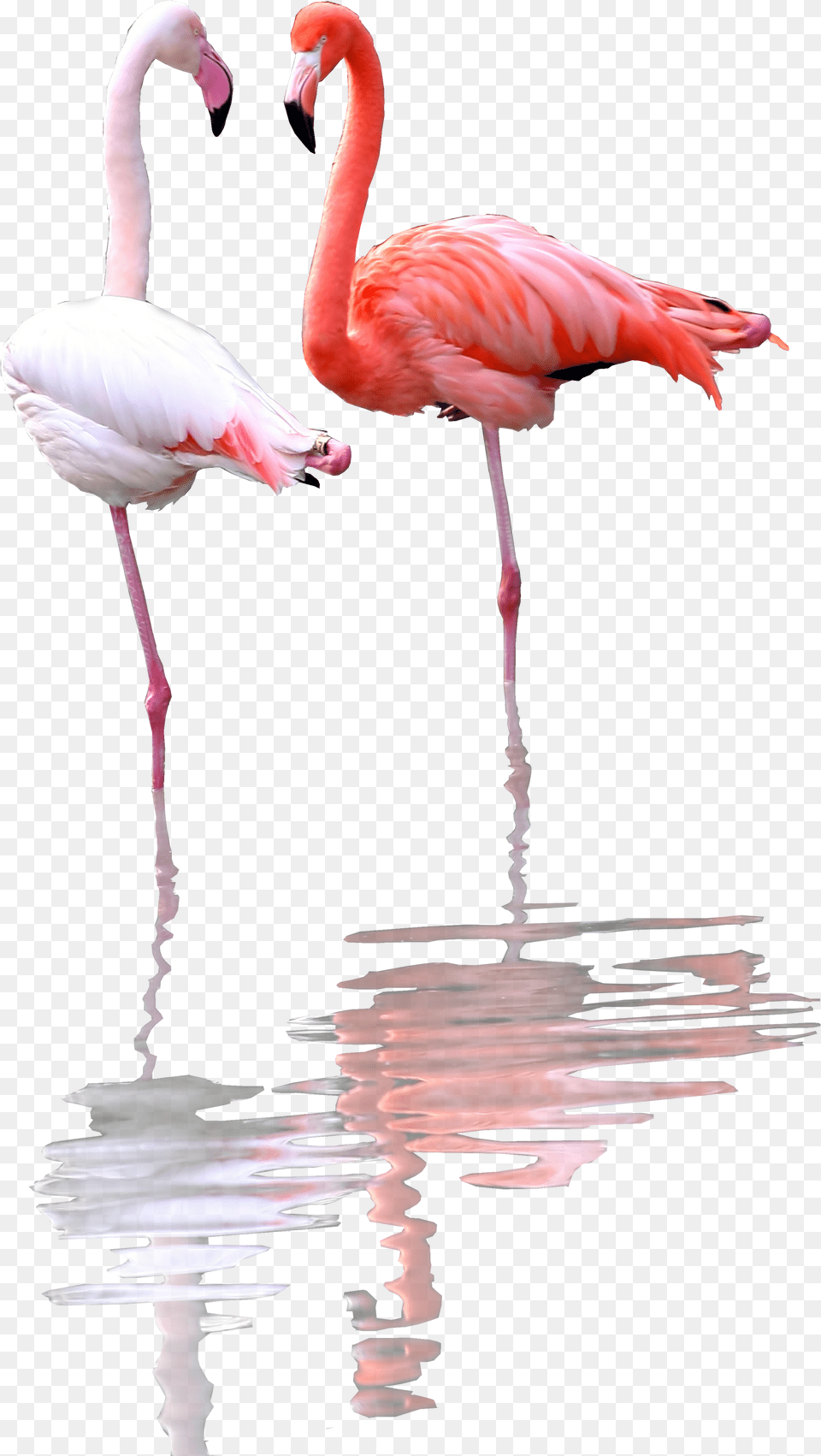 Greater Flamingo Free Png