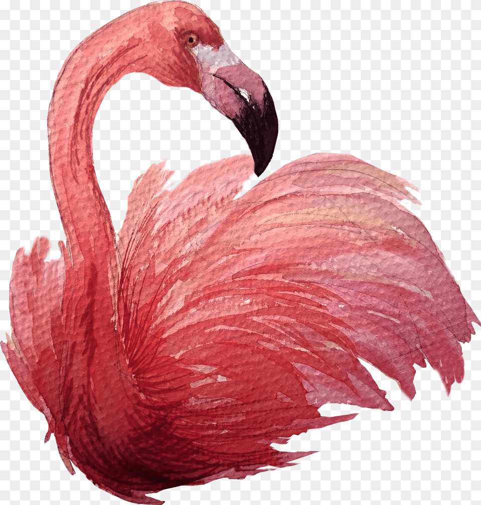 Greater Flamingo Png Image