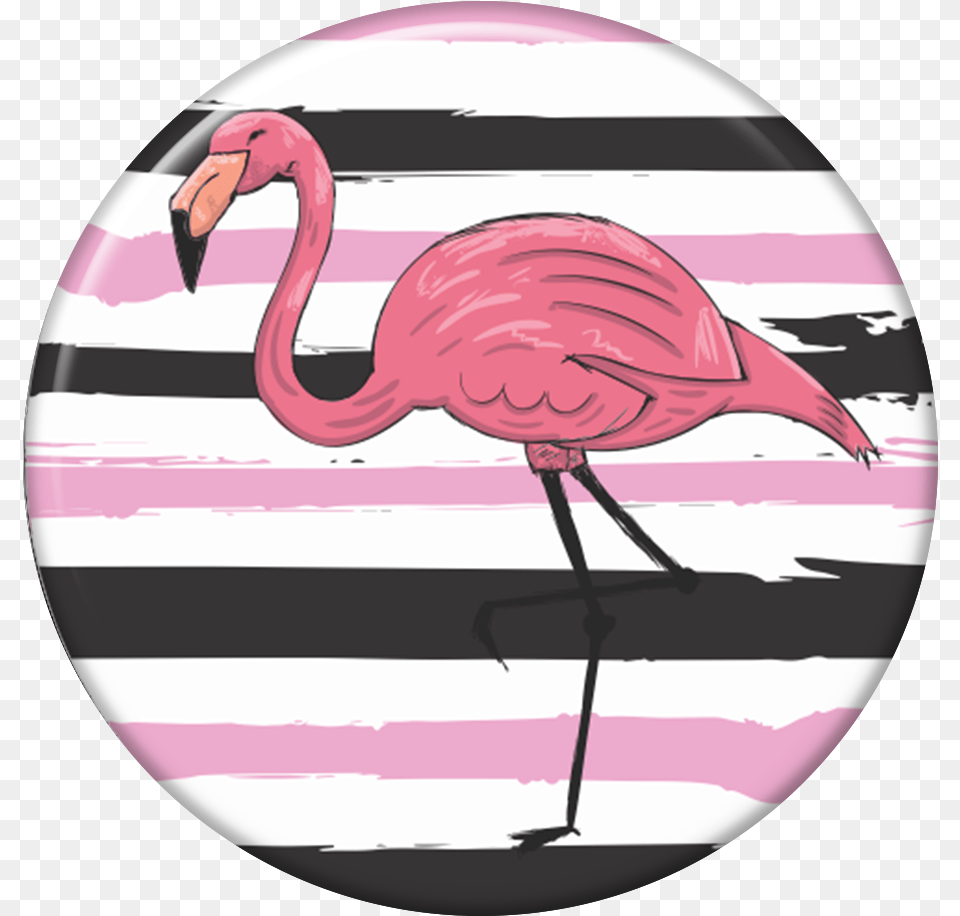 Greater Flamingo, Animal, Bird, Helmet Free Transparent Png