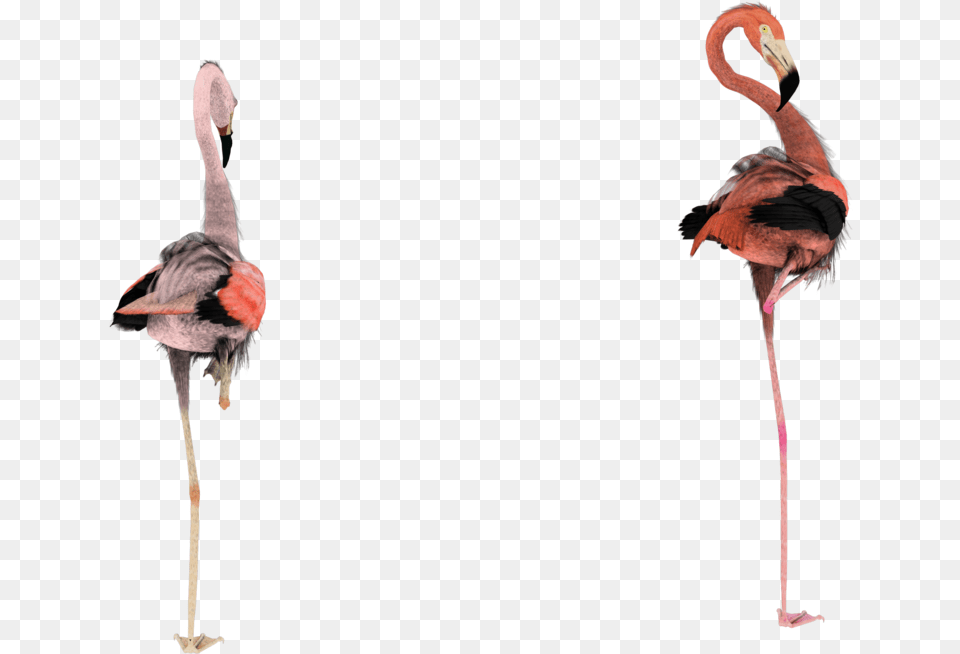 Greater Flamingo, Animal, Bird Png