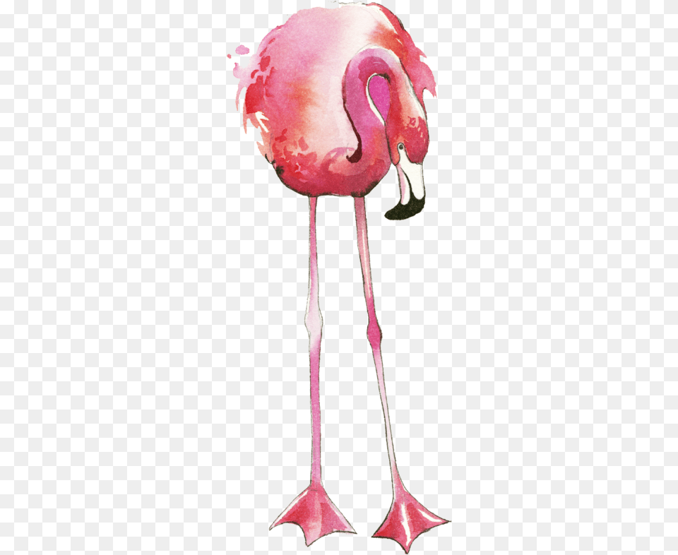 Greater Flamingo, Animal, Bird, Beak Png Image