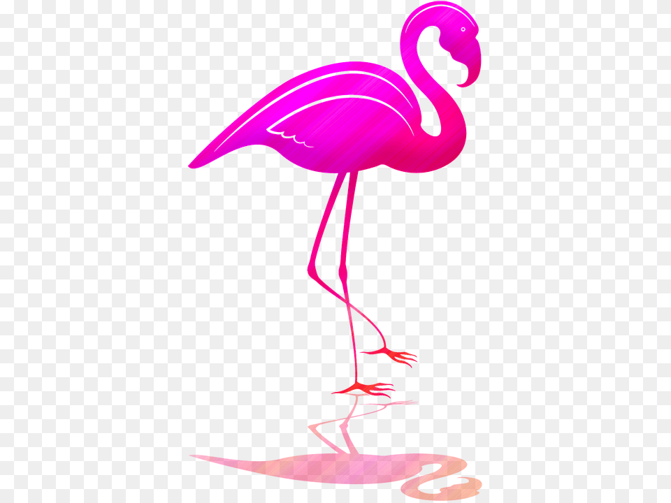 Greater Flamingo, Animal, Bird, Adult, Female Free Transparent Png