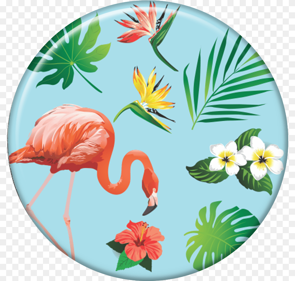 Greater Flamingo, Plate, Animal, Bird, Leaf Free Transparent Png