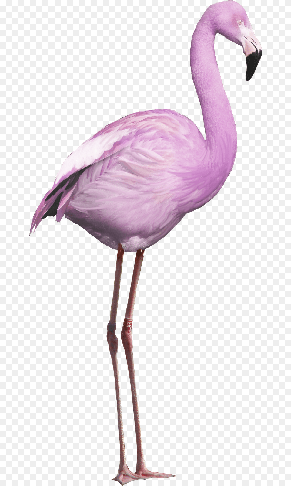 Greater Flamingo Purple Flamingo Transparent Cartoon Bird Flamingo, Animal Free Png Download