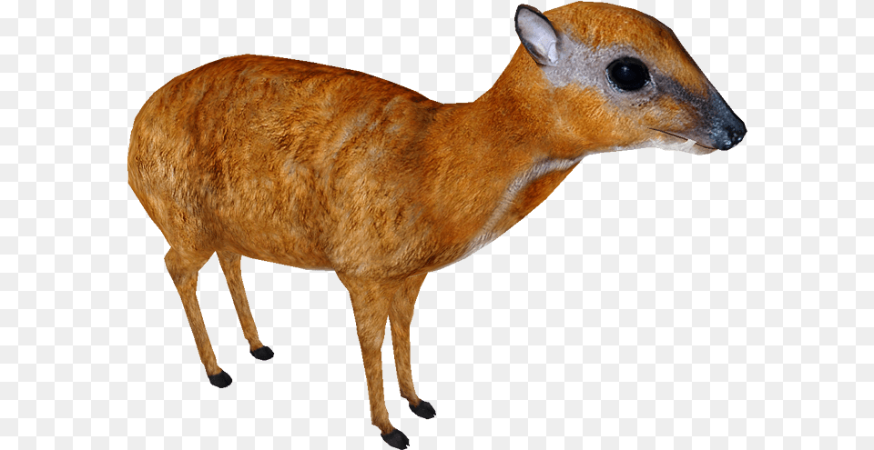 Greater Mouse Deer Greater Mouse Deer, Animal, Mammal, Wildlife, Bird Free Png