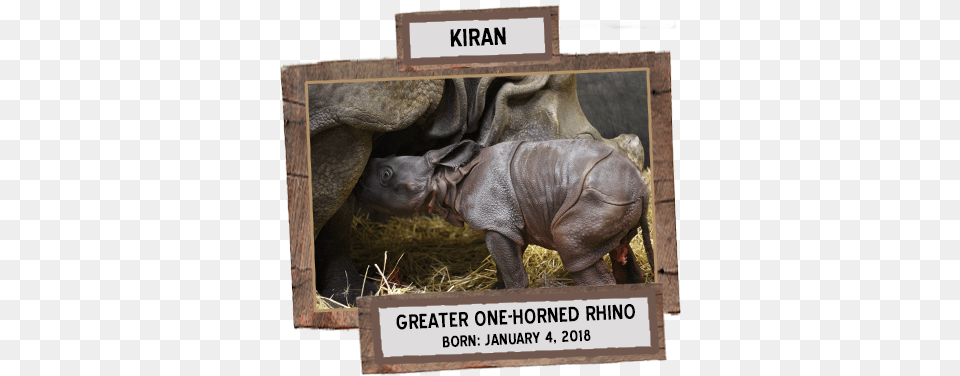 Greater One Horned Rhino Born Toronto Zoo Baby Rhino, Animal, Elephant, Mammal, Wildlife Png Image