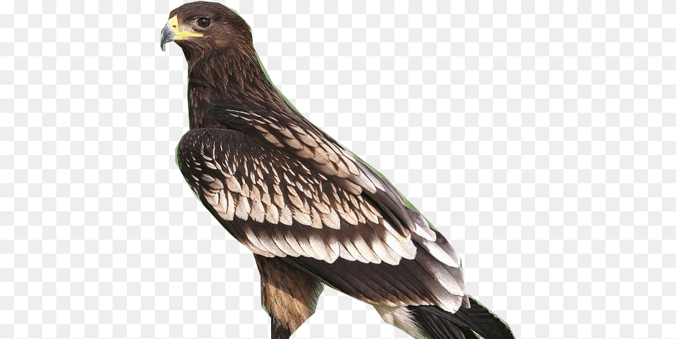 Greater Spotted Eagle T Golden Eagle, Animal, Bird, Kite Bird, Vulture Free Png Download