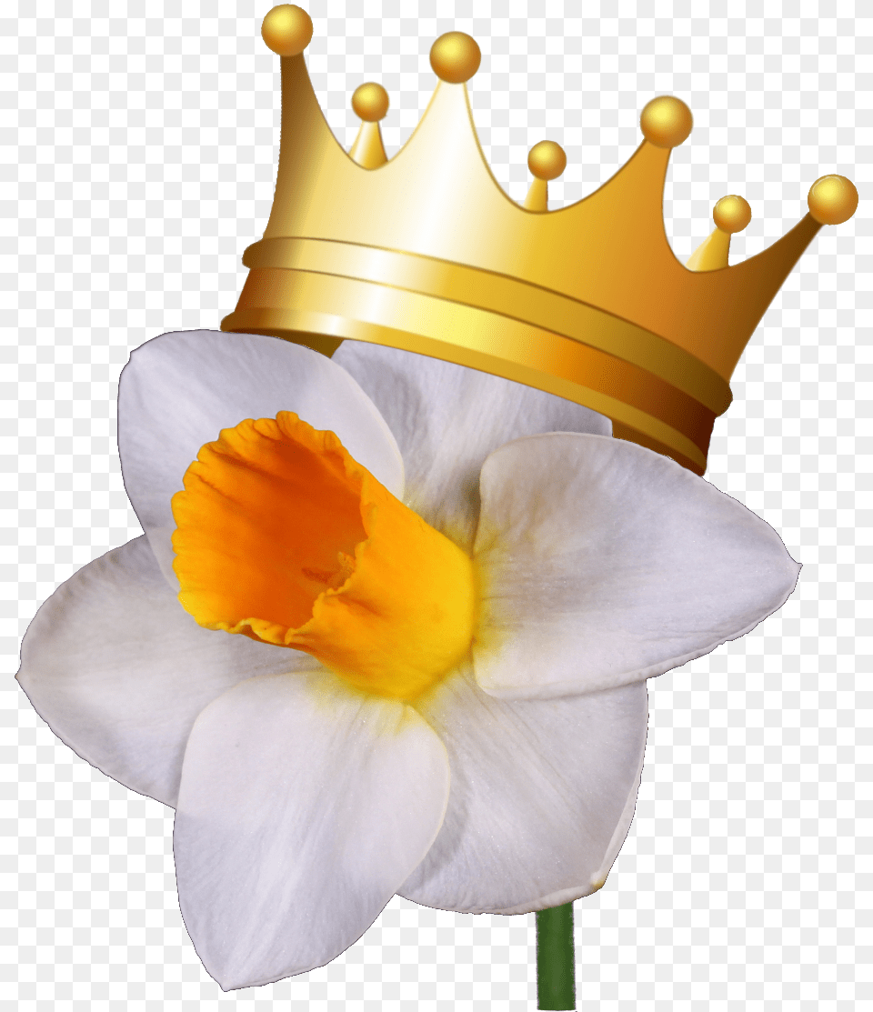 Greater St Louis Daffodil Society Show Wild Daffodil, Accessories, Jewelry, Flower, Plant Png