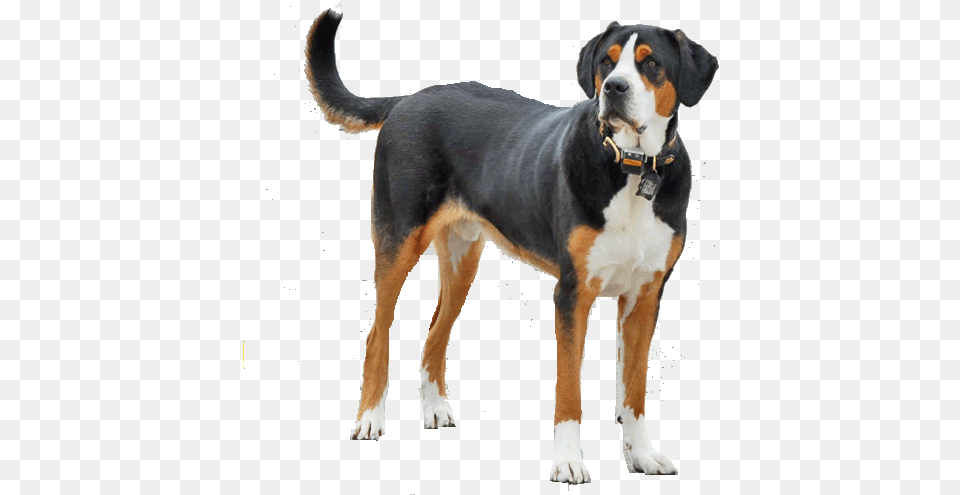 Greater Swiss Mountain Dog Dog, Animal, Canine, Mammal, Pet Free Transparent Png
