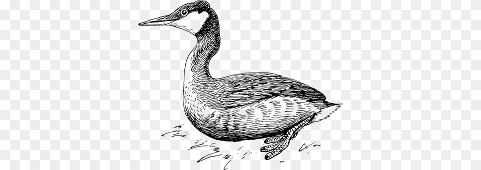 Grebe Gray Free Png Download