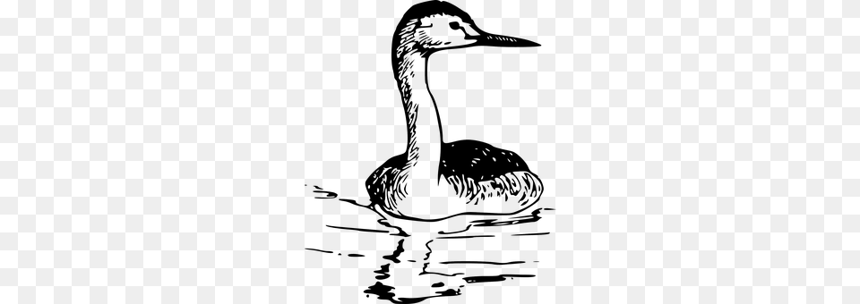 Grebe Animal, Bird, Waterfowl, Swan Png Image