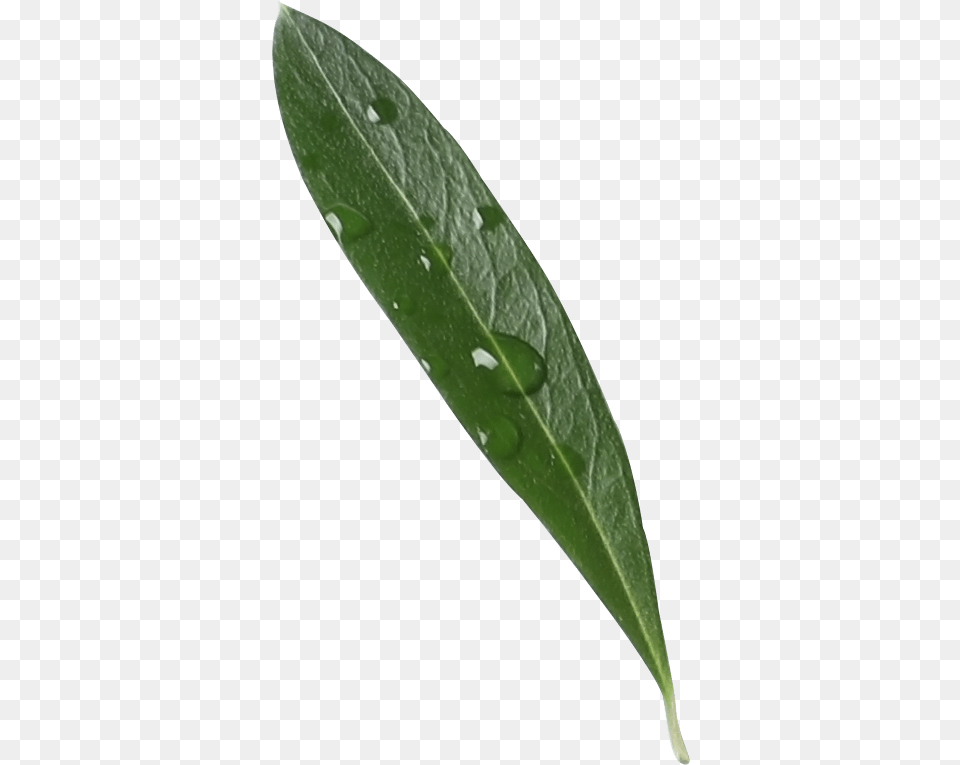 Greek Olive Oil Leaf Japanese Camellia, Plant, Tree Free Transparent Png