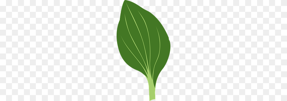 Green Leaf, Plant, Food, Leafy Green Vegetable Free Png