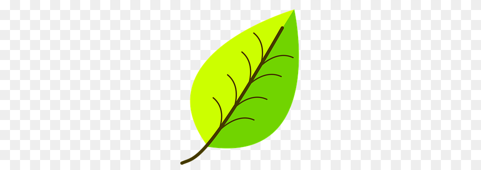 Green Leaf, Plant Png Image