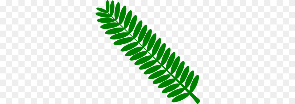 Green Fern, Leaf, Plant, Flower Free Png