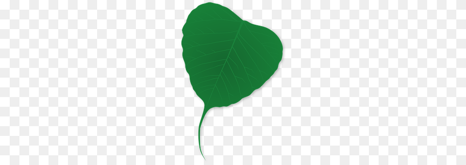 Green Leaf, Plant Png