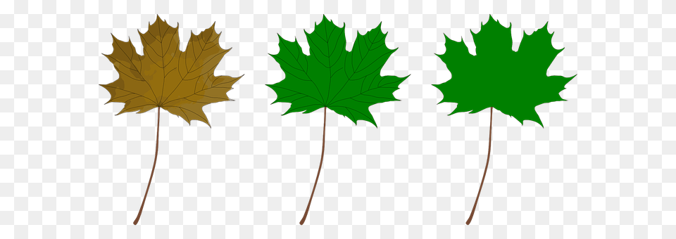 Green Leaf, Plant, Tree, Maple Leaf Png