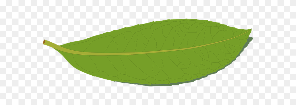 Green Leaf, Plant Png