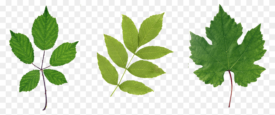 Green Leaf, Plant, Tree, Herbal Png Image