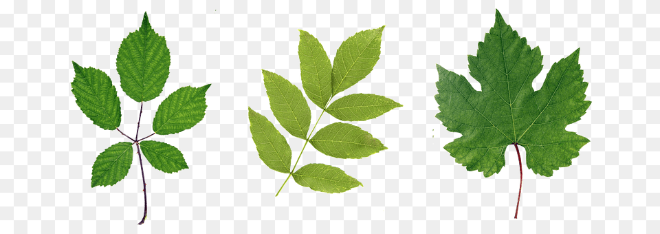 Green Leaf, Plant, Tree, Herbal Png