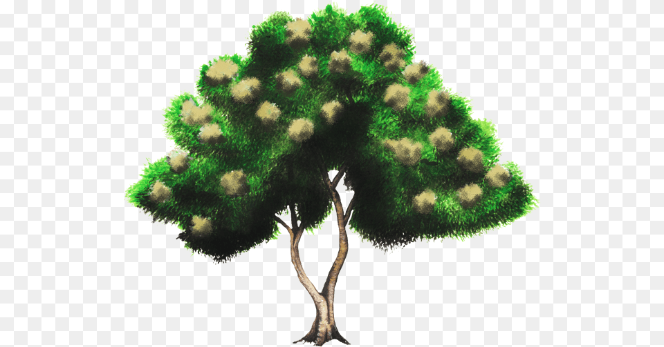 Green, Plant, Tree, Vegetation, Oak Free Transparent Png