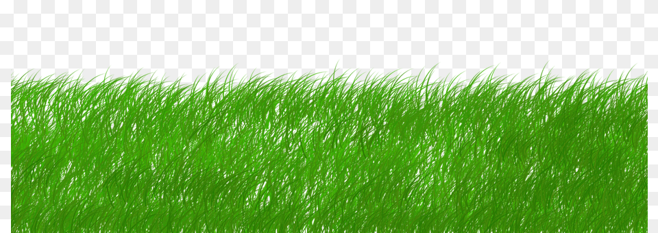 Green Grass, Plant, Lawn, Vegetation Free Png