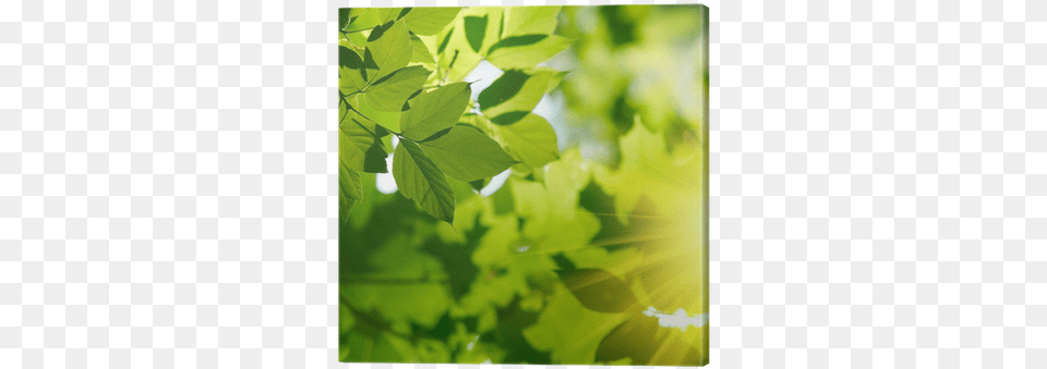 Green, Flare, Leaf, Light, Plant Free Png