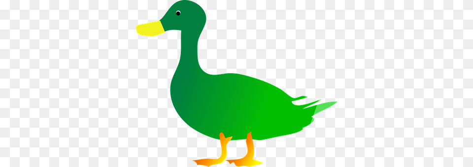 Green Animal, Bird, Duck, Fish Free Png