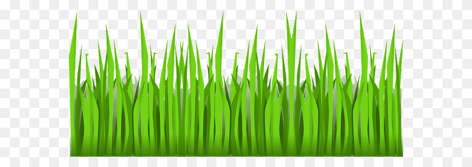 Green Grass, Plant, Moss, Lawn Free Transparent Png