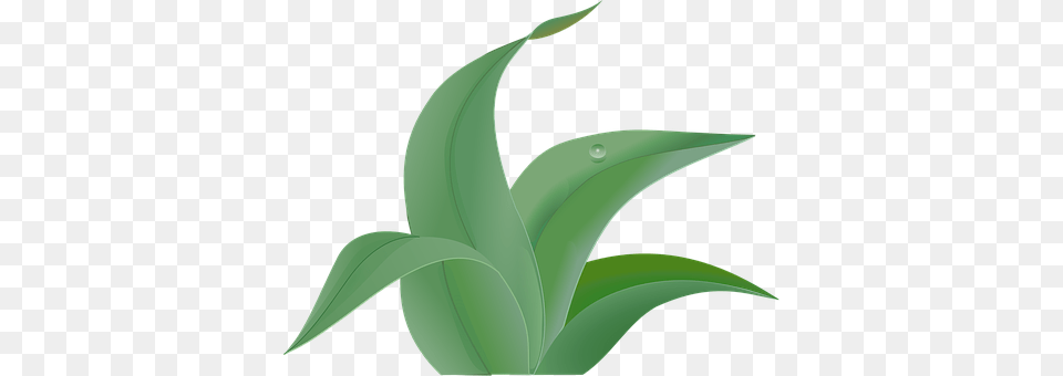 Green Leaf, Plant, Aloe, Animal Png