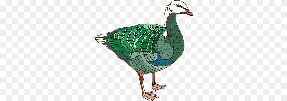 Green Animal, Bird, Goose, Waterfowl Free Transparent Png