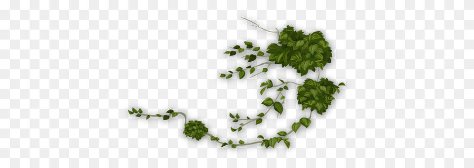 Green Plant, Vine, Leaf, Vegetation Png Image