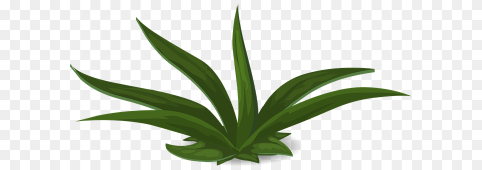 Green Leaf, Plant, Aloe, Aircraft Png Image