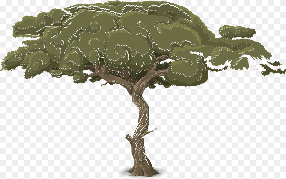 Green Acacia Clipart, Plant, Tree, Sycamore, Oak Free Transparent Png