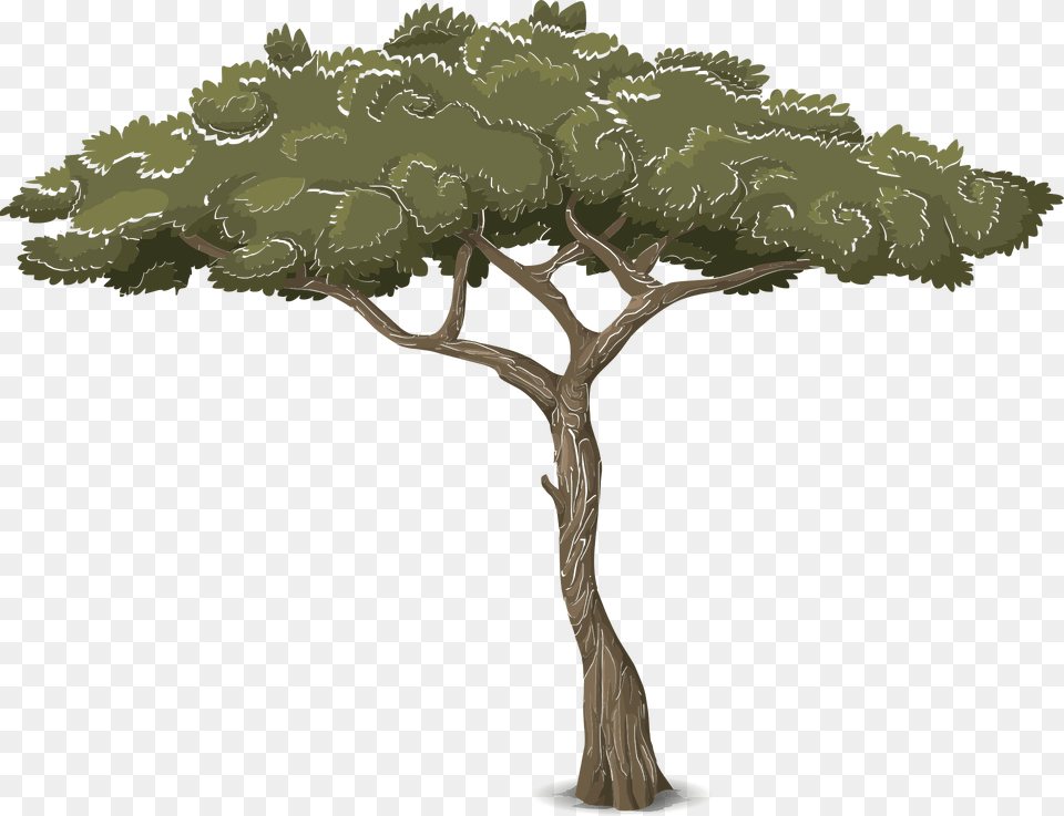 Green Acacia Clipart, Plant, Tree, Oak, Sycamore Png Image