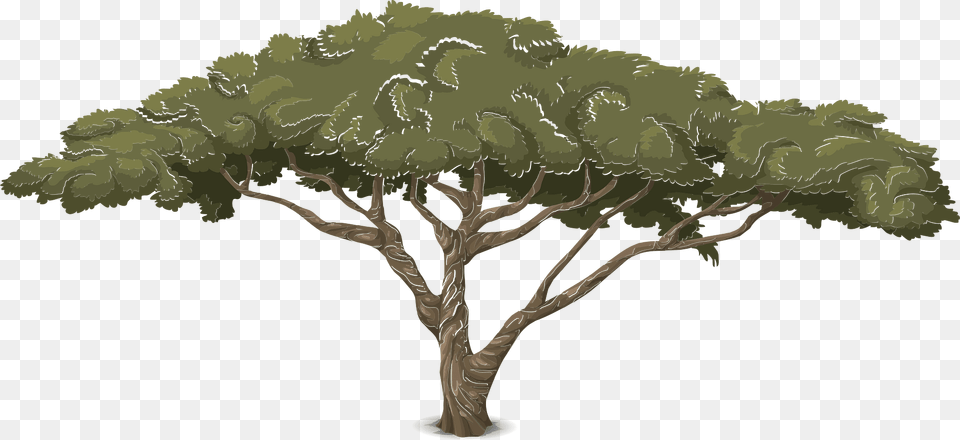 Green Acacia Clipart, Oak, Plant, Sycamore, Tree Free Png