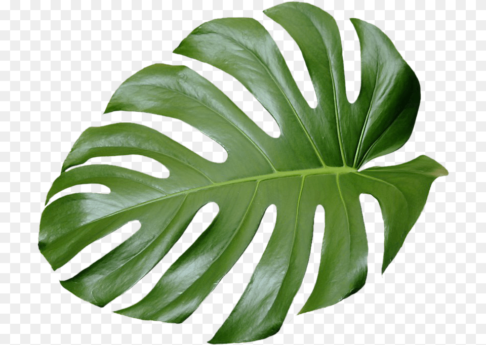 Green Aesthetic Aesthetic Tropical Leaves, Leaf, Plant, Flower Png