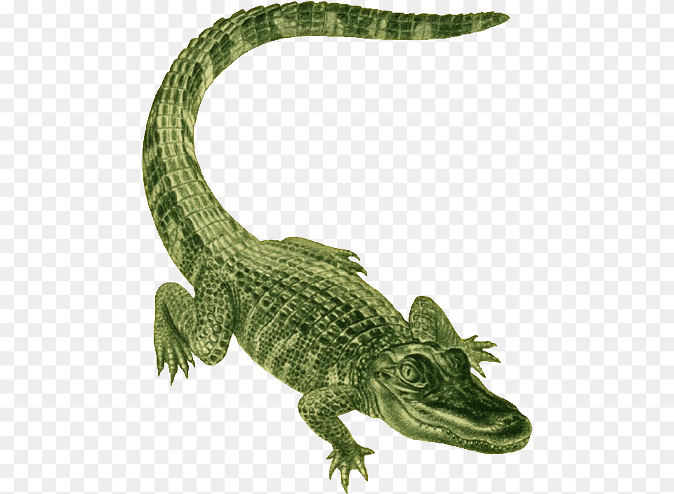 Green Alligator, Animal, Reptile, Crocodile, Snake Free Png