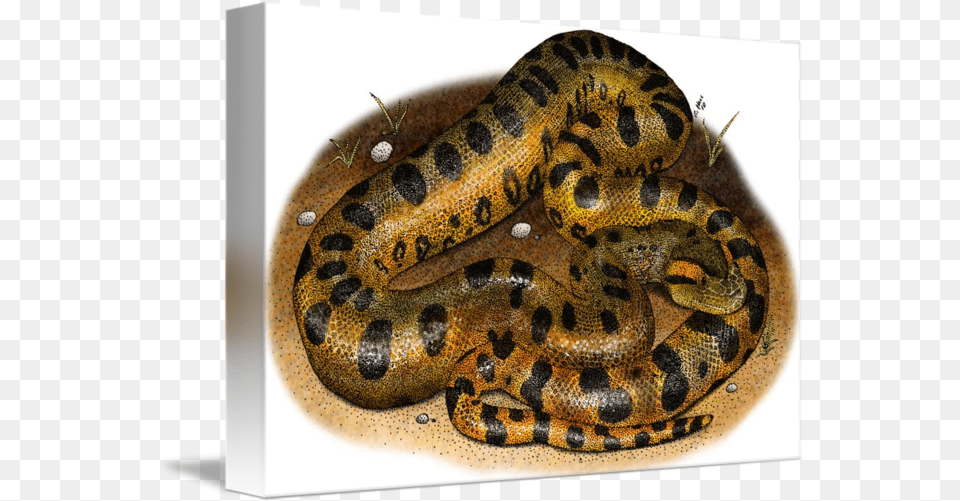 Green Anaconda By Roger Hall Green Anaconda, Animal, Reptile, Snake Free Transparent Png