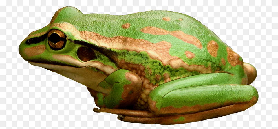 Green And Golden Bell Frog, Amphibian, Animal, Wildlife, Tree Frog Png