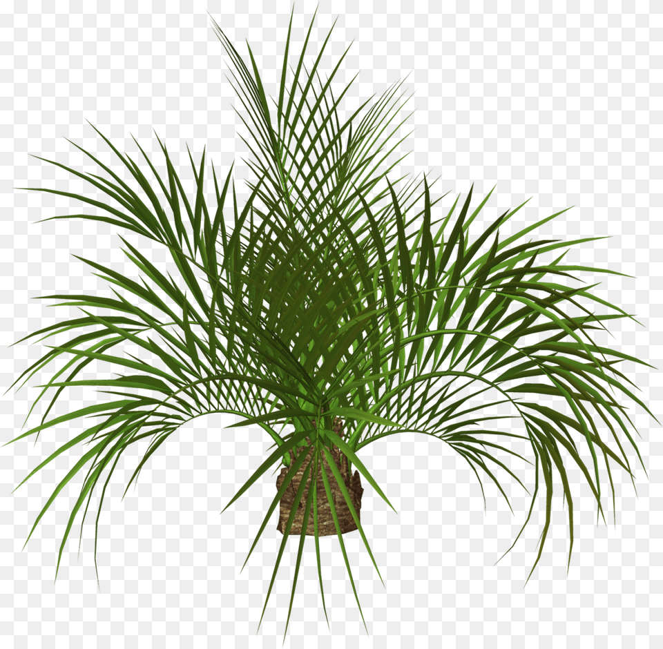 Green And Palm Tree Hd Tree, Palm Tree, Plant, Potted Plant Free Transparent Png