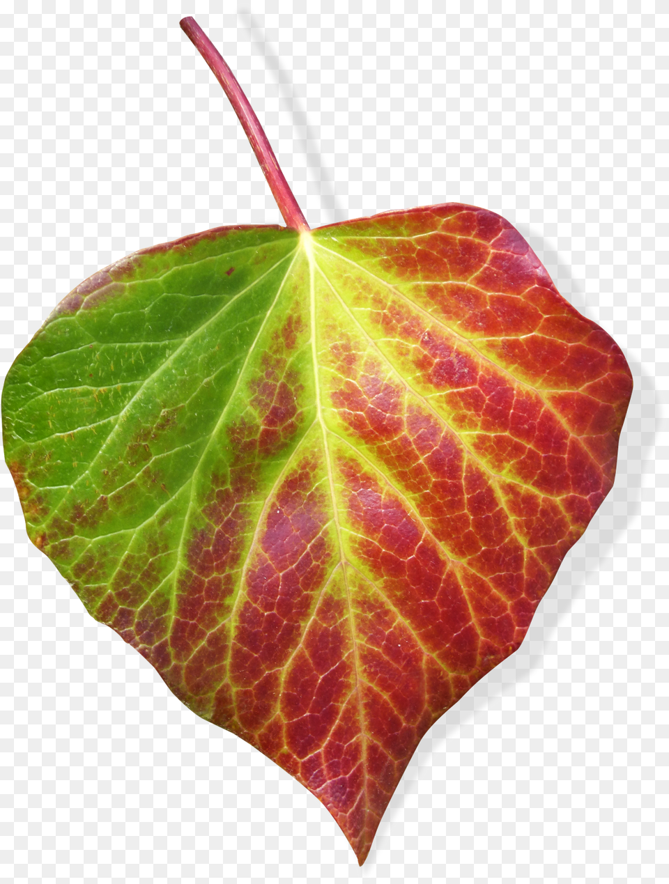 Green And Red Leaf Ivy Leaf Transparent Background Leaf, Plant, Flower Free Png