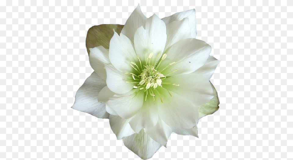 Green And White Flower Flower, Anther, Dahlia, Petal, Plant Png Image