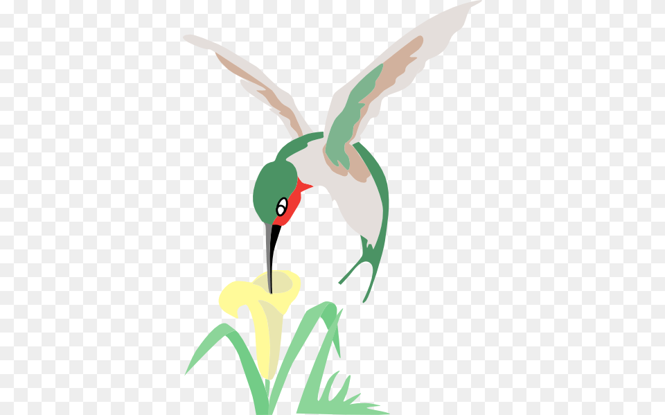 Green And White Hummingbird With Flower Clip Art For Web, Animal, Beak, Bird, Kangaroo Free Png