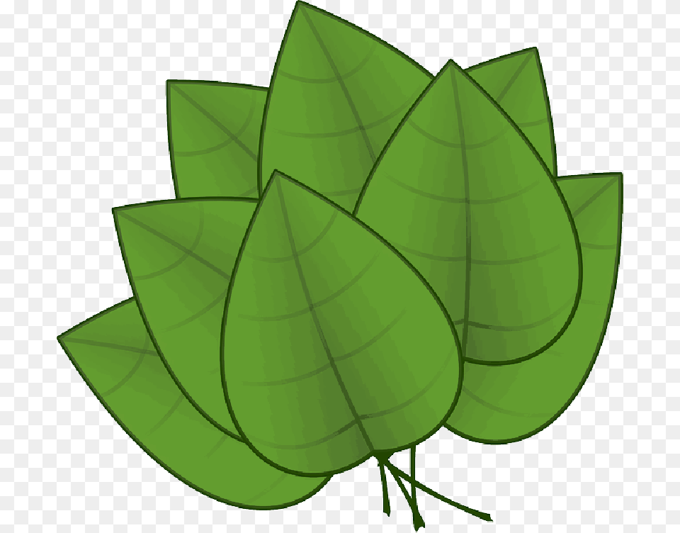 Green Apple Fall Outline Plants Leaf Palm Tree Parts Of The Plants Leaf, Plant, Herbal, Herbs, Ammunition Png