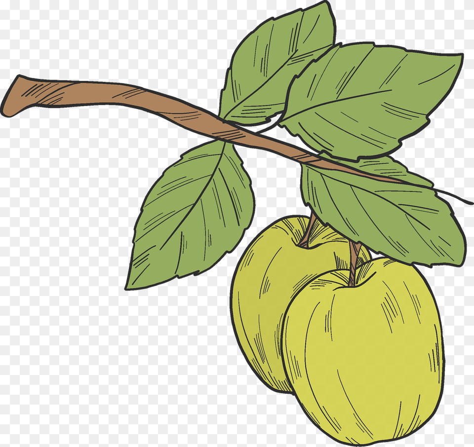 Green Apples On A Branch Clipart, Food, Fruit, Leaf, Plant Free Png